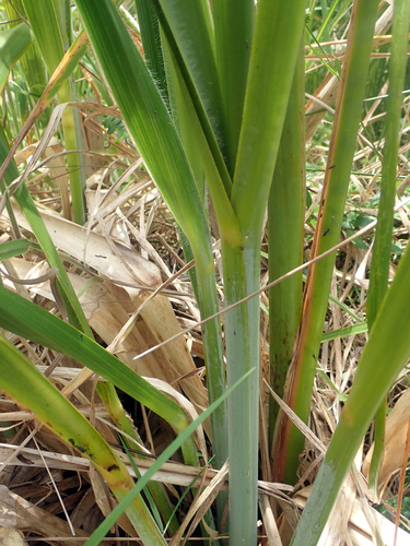 Austroderia turbaria, photograph 6