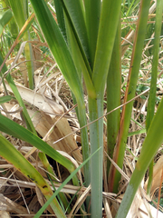 Austroderia turbaria, photograph author not stated, no rights reserved