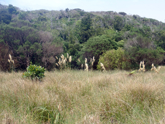 Austroderia turbaria, photograph author not stated, no rights reserved