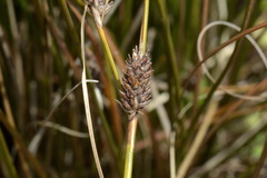 Carex litorosa