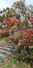 Nandina domestica
