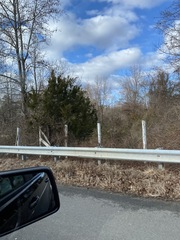 Juniperus virginiana virginiana