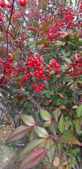 Nandina domestica