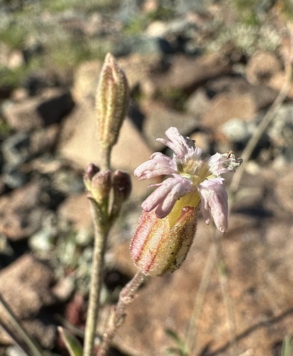 Gray's Catchfly (Silene grayi)