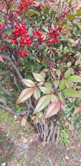 Nandina domestica