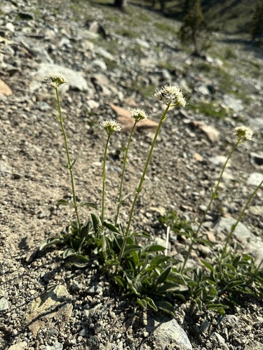California valerian (Valeriana californica)