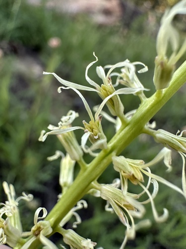 short-podded thelypodium (Thelypodium brachycarpum)