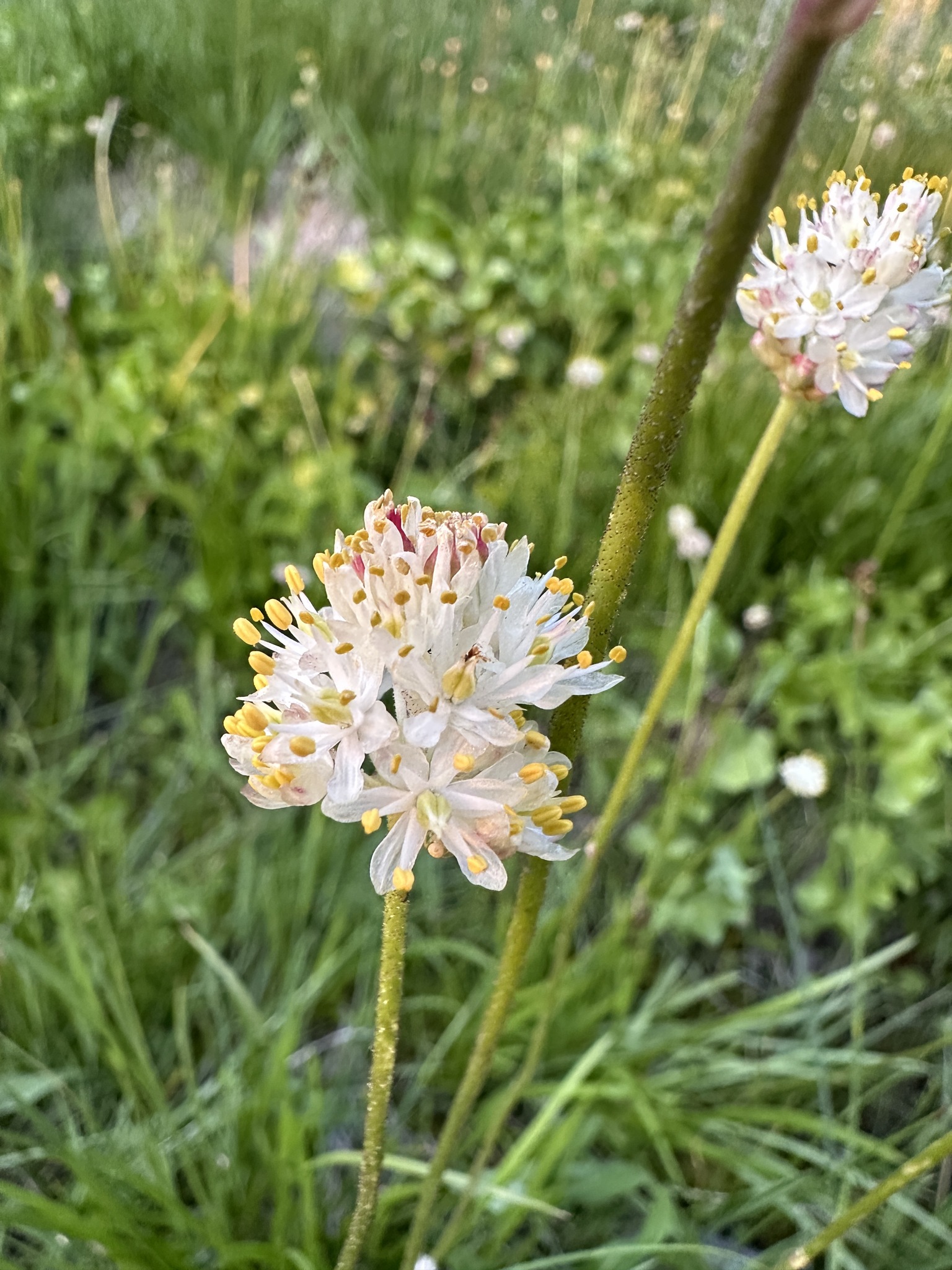 Western False Asphodel (Triantha occidentalis)