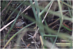 Acrocephalus melanopogon