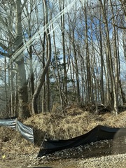 Juniperus virginiana virginiana