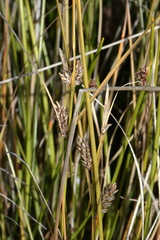 Carex litorosa
