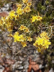 Calytrix flavescens