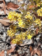 Calytrix flavescens