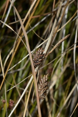 Carex litorosa