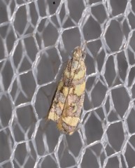 Tisobarica habromorpha