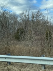 Juniperus virginiana virginiana