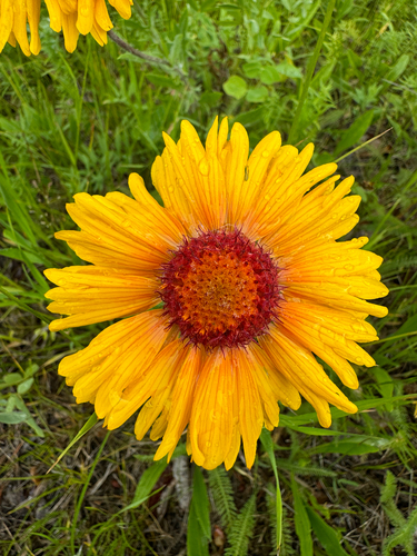 great blanketflower