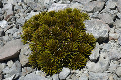 Aciphylla dobsonii