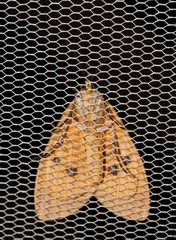 Asota iodamia