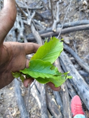 Handroanthus impetiginosus