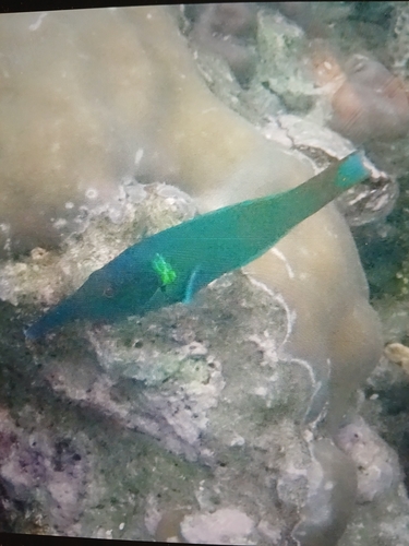 Bird Wrasse — seen at this dive site