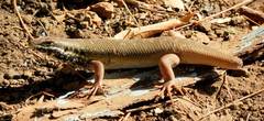 Trachylepis quinquetaeniata