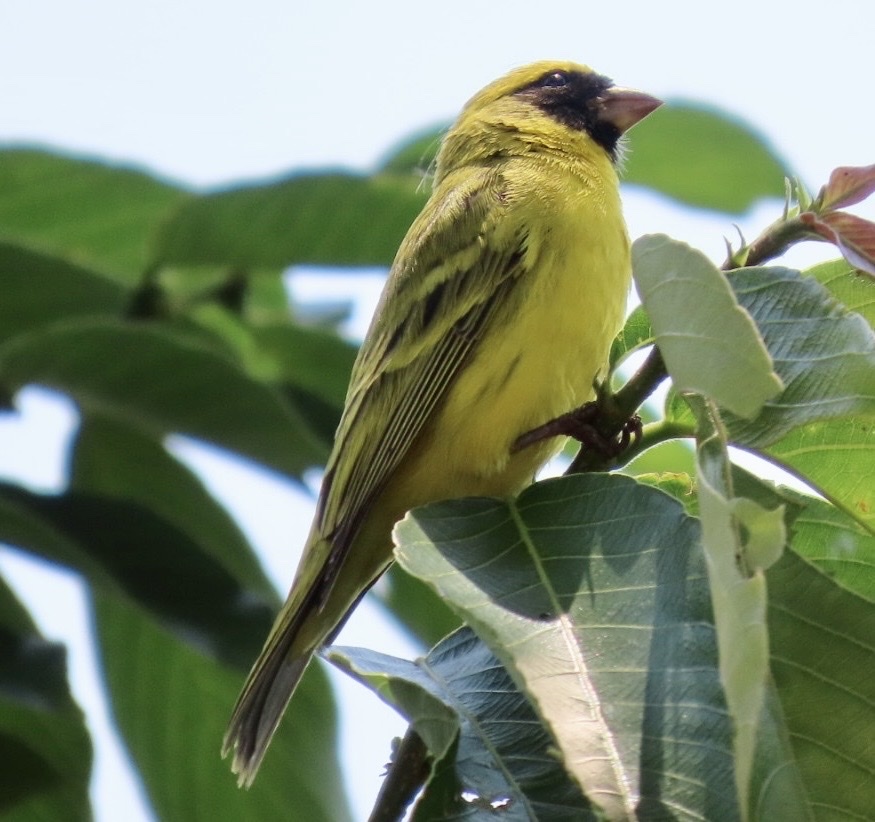 Black-faced Canary (Crithagra capistrata), photo 2