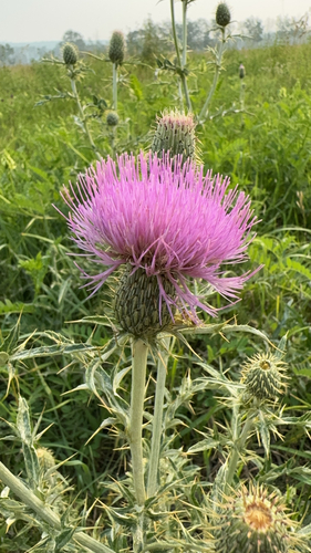 Flodman's thistle
