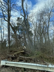 Juniperus virginiana virginiana