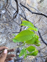 Handroanthus impetiginosus