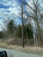 Juniperus virginiana virginiana