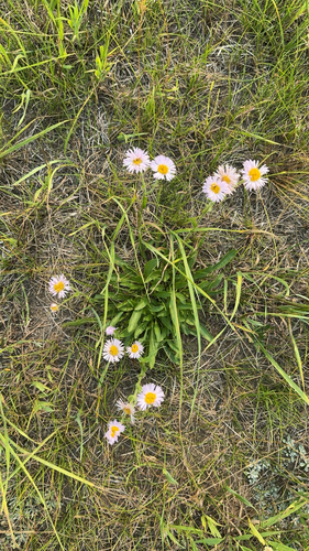 Smooth fleabane