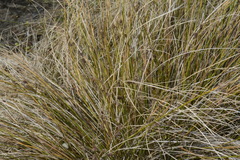 Carex litorosa