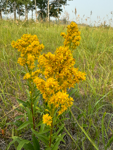 Missouri goldenrod