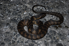 Nerodia fasciata × clarkii