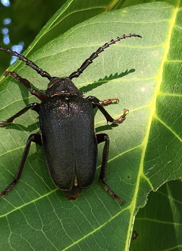 Photo of The Tanner (Prionus coriarius)