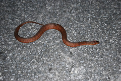 Nerodia fasciata × clarkii