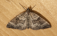 Eulithis explanata