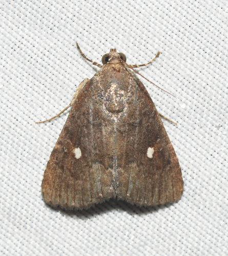 Amyna axis Guenée, 1852