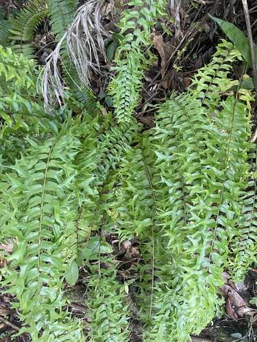 Nephrolepis falcata