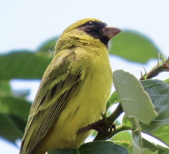 Black-faced Canary (Crithagra capistrata), photo 1