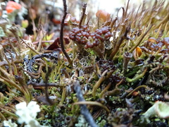 Cladonia cariosa
