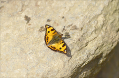 Dilipa fenestra