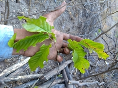 Handroanthus impetiginosus