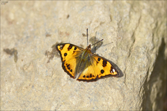 Dilipa fenestra