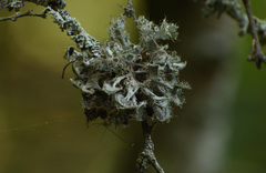 Heterodermia echinata