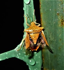 Euschistus ictericus