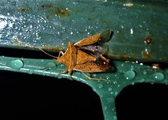 Euschistus ictericus