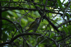 Vireo flavoviridis