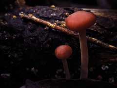 Fungi